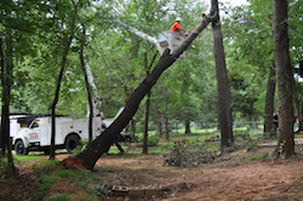 Tree Removal in Kettering, OH