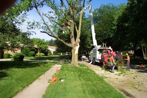 Tree Trimming in Dayton OH