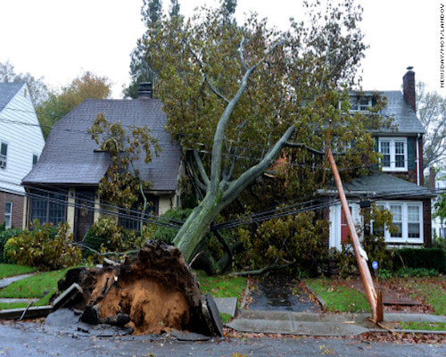 Tree Damage in Kettering 45440