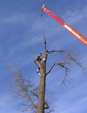 Tree Service Beavercreek OH